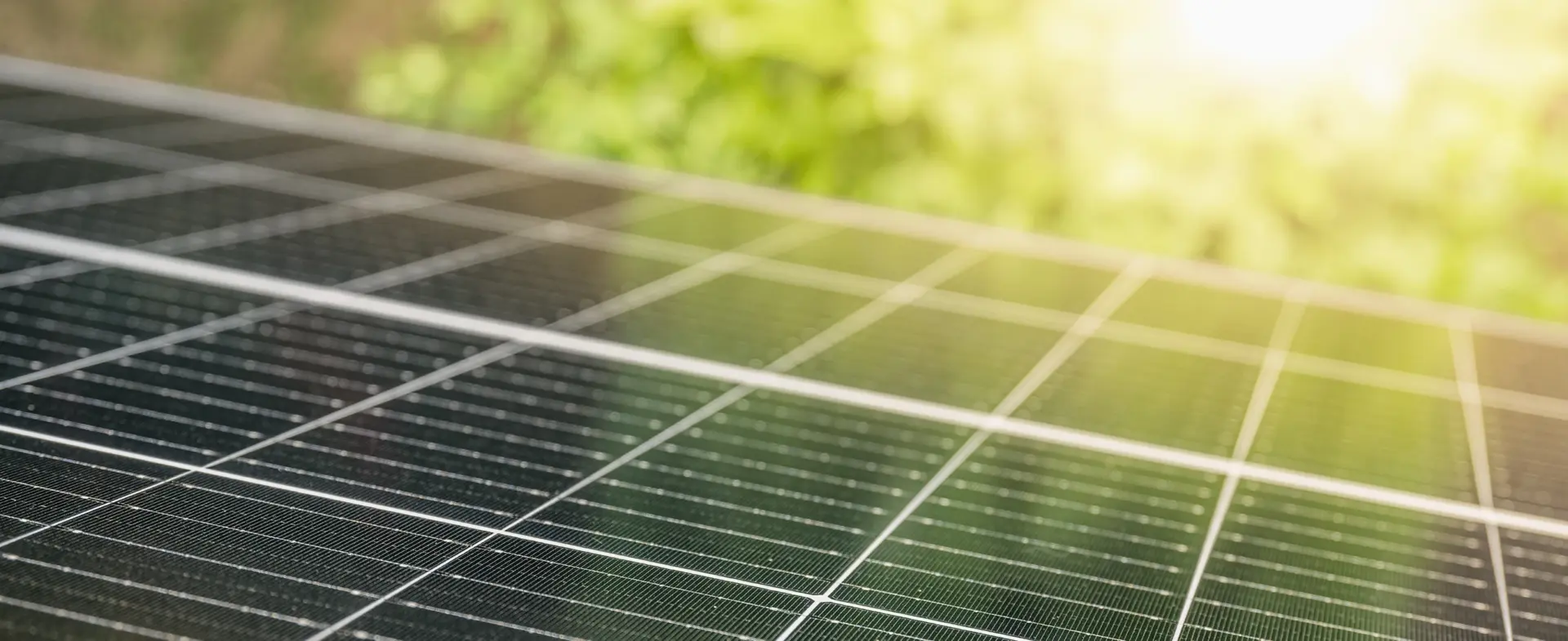 Solarpaneele vor grünem Blätterdach